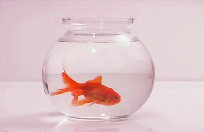 A photo of a goldfish swimming in a small bowl.